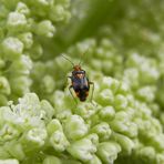 Liocoris tripostulatus auf Rhabarberblüte