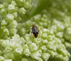 Liocoris tripostulatus auf Rhabarberblüte