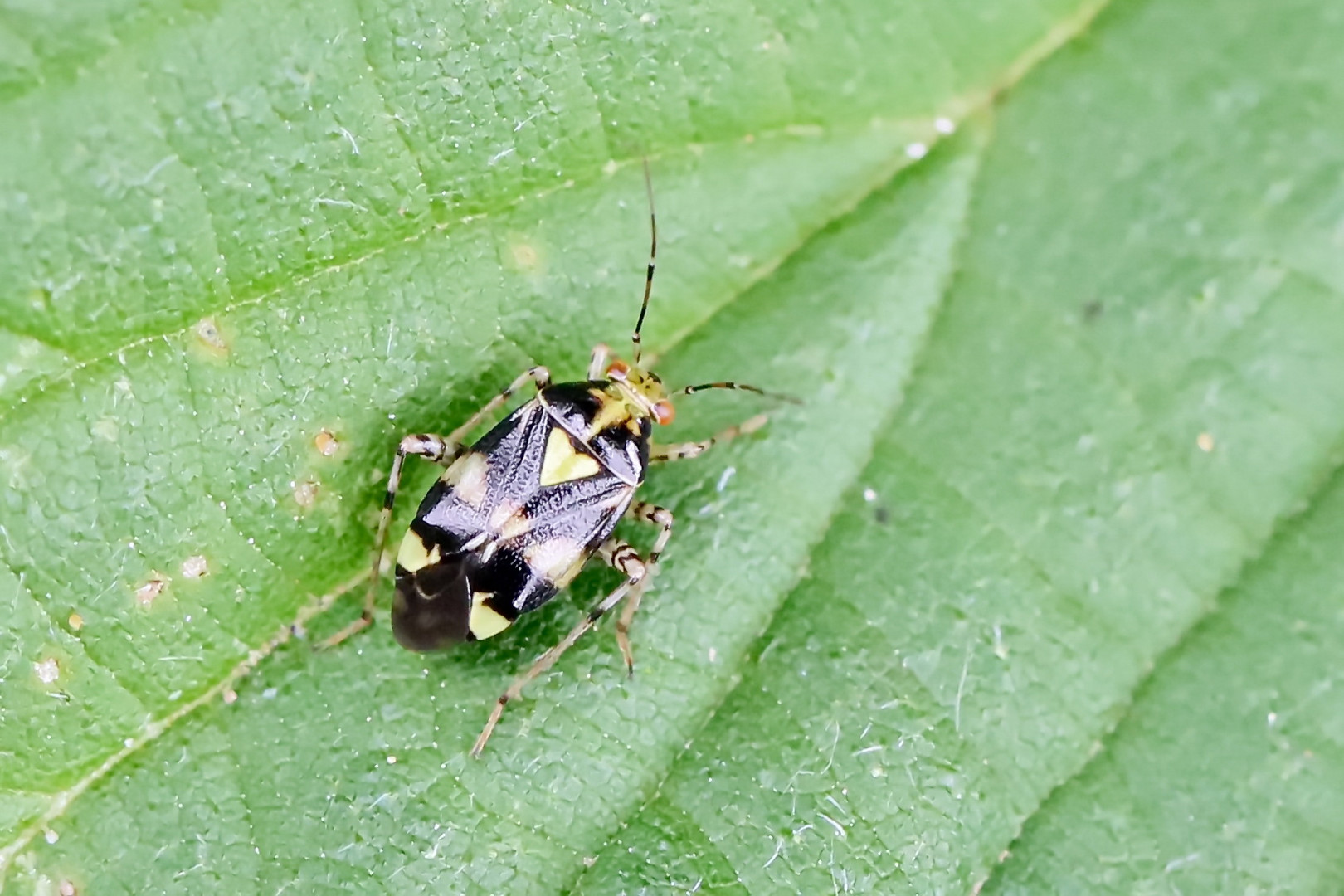 Liocoris tripustulatus