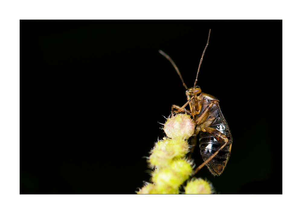 Liocoris tripustulatus