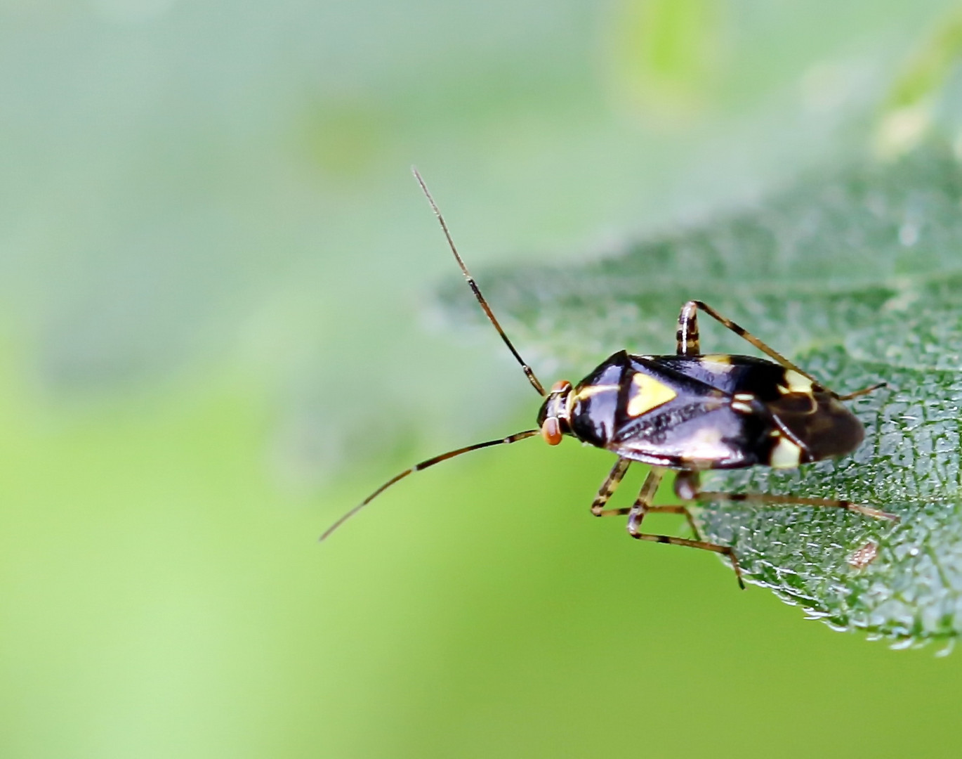 Liocoris tripustulatus