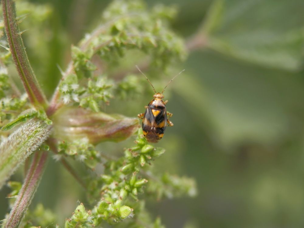 Liocoris tripustulatus auf Großer Brennessel