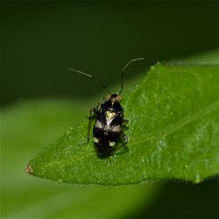 LIOCORIS TRIPUSTULATUS - eine 4-5 mm lange Wanze, . . .