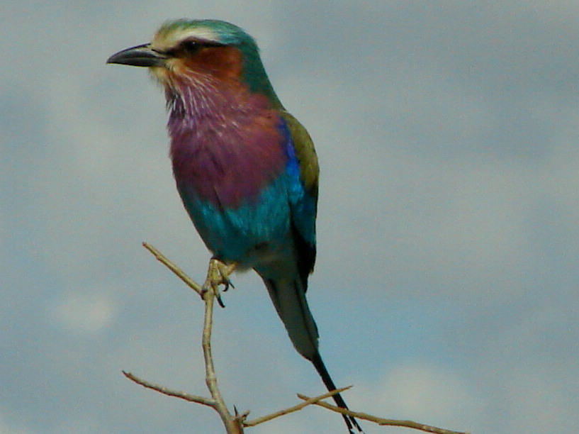 liolac breasted roller