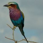 liolac breasted roller