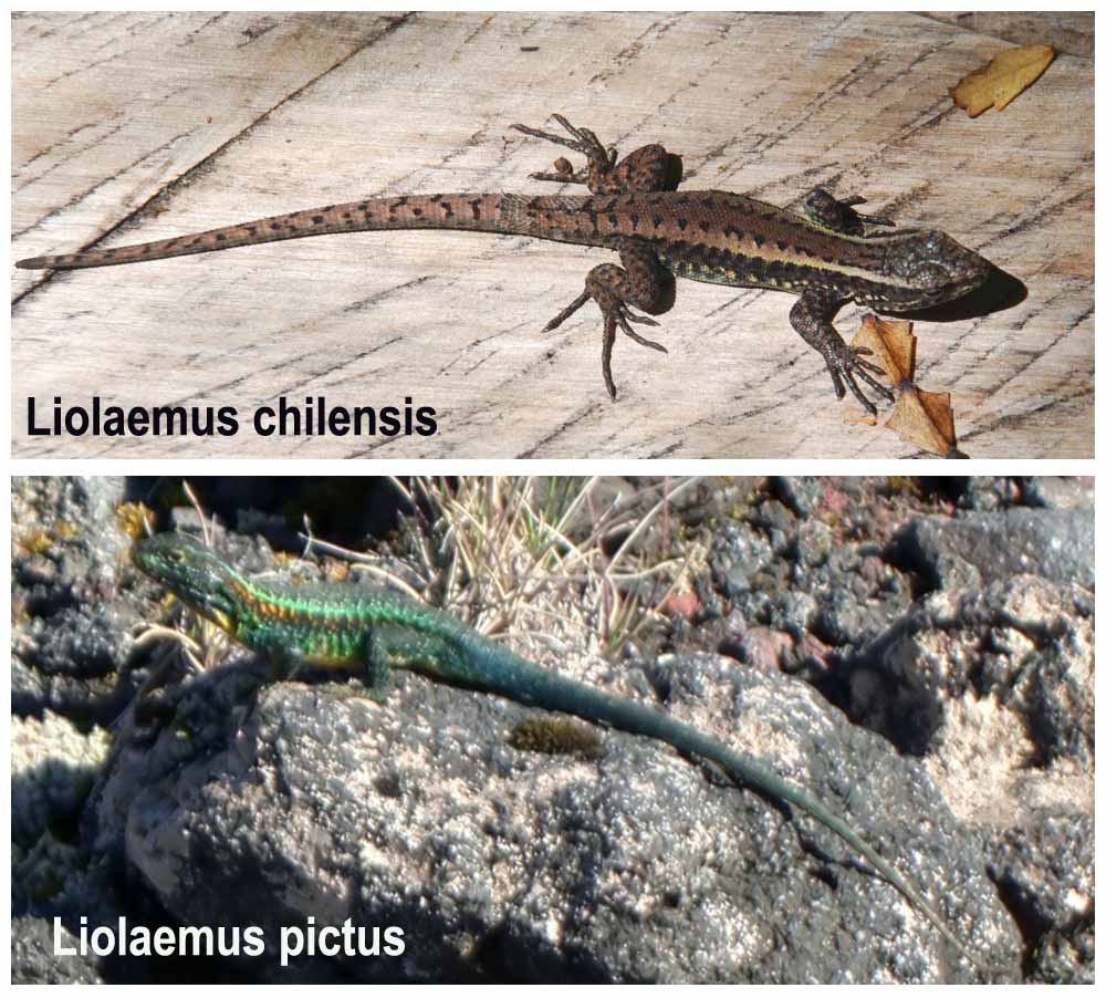 Liolaemus chilensis und Liolaemus pictus