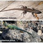 Liolaemus chilensis und Liolaemus pictus