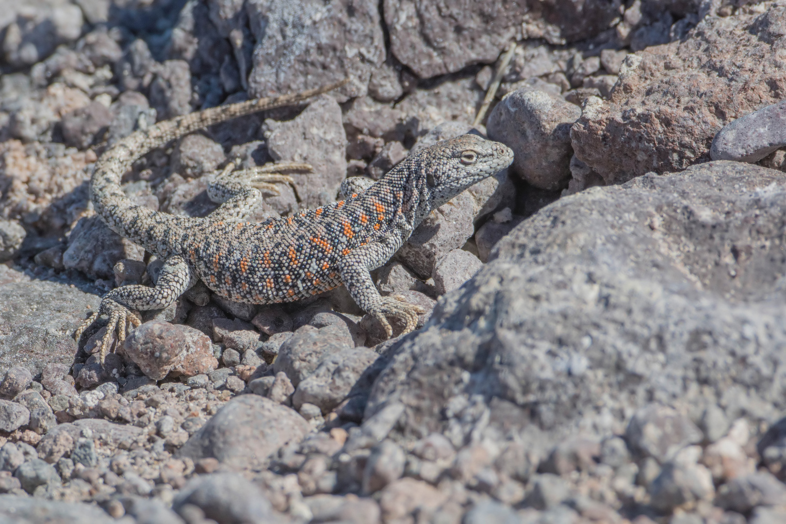 Liolaemus fabiani 2 in Lago Chaxa, Salar de Atacama, Chile