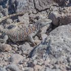 Liolaemus fabiani 2 in Lago Chaxa, Salar de Atacama, Chile