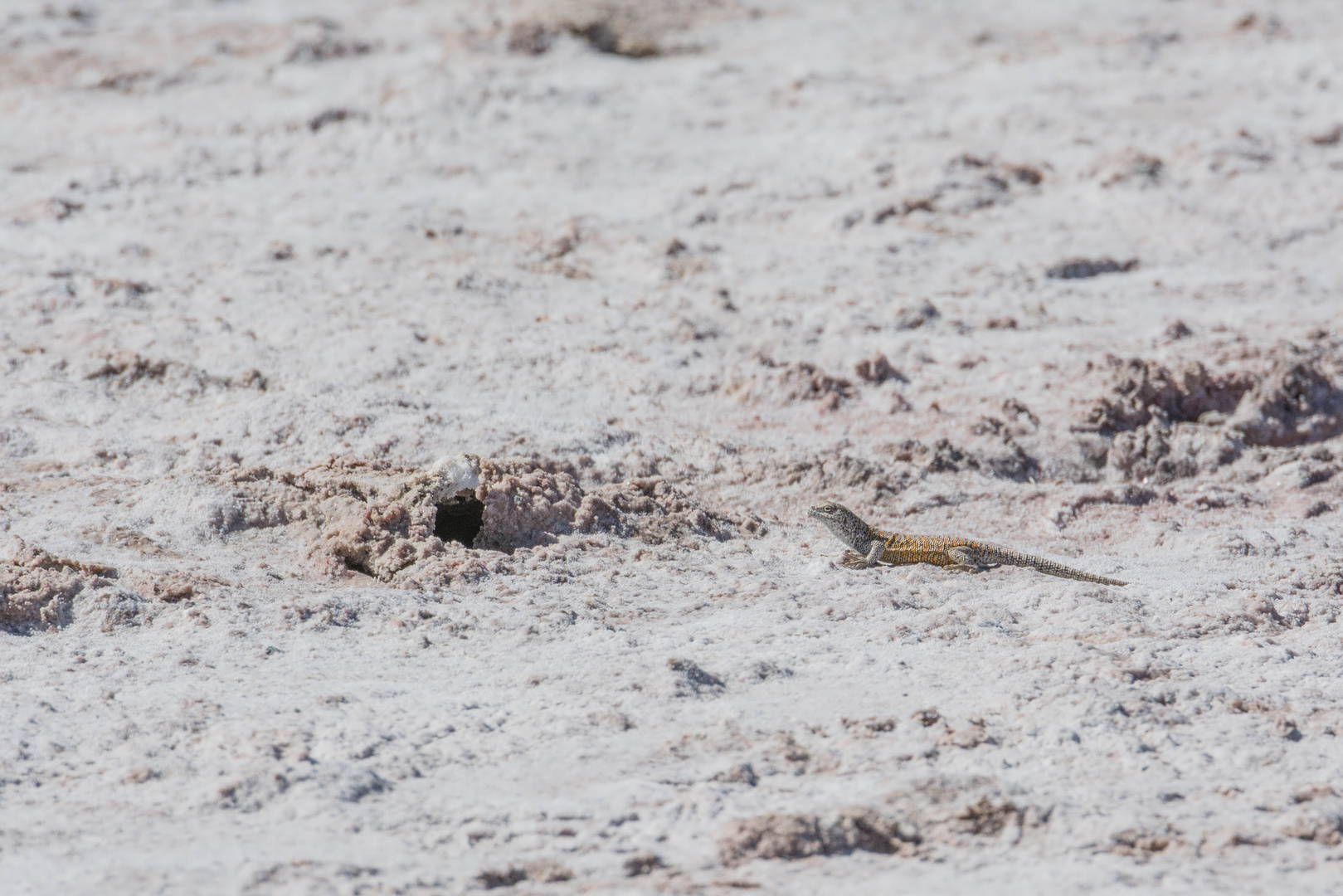 Liolaemus fabiani in Lago Chaxa, Salar de Atacama, Chile