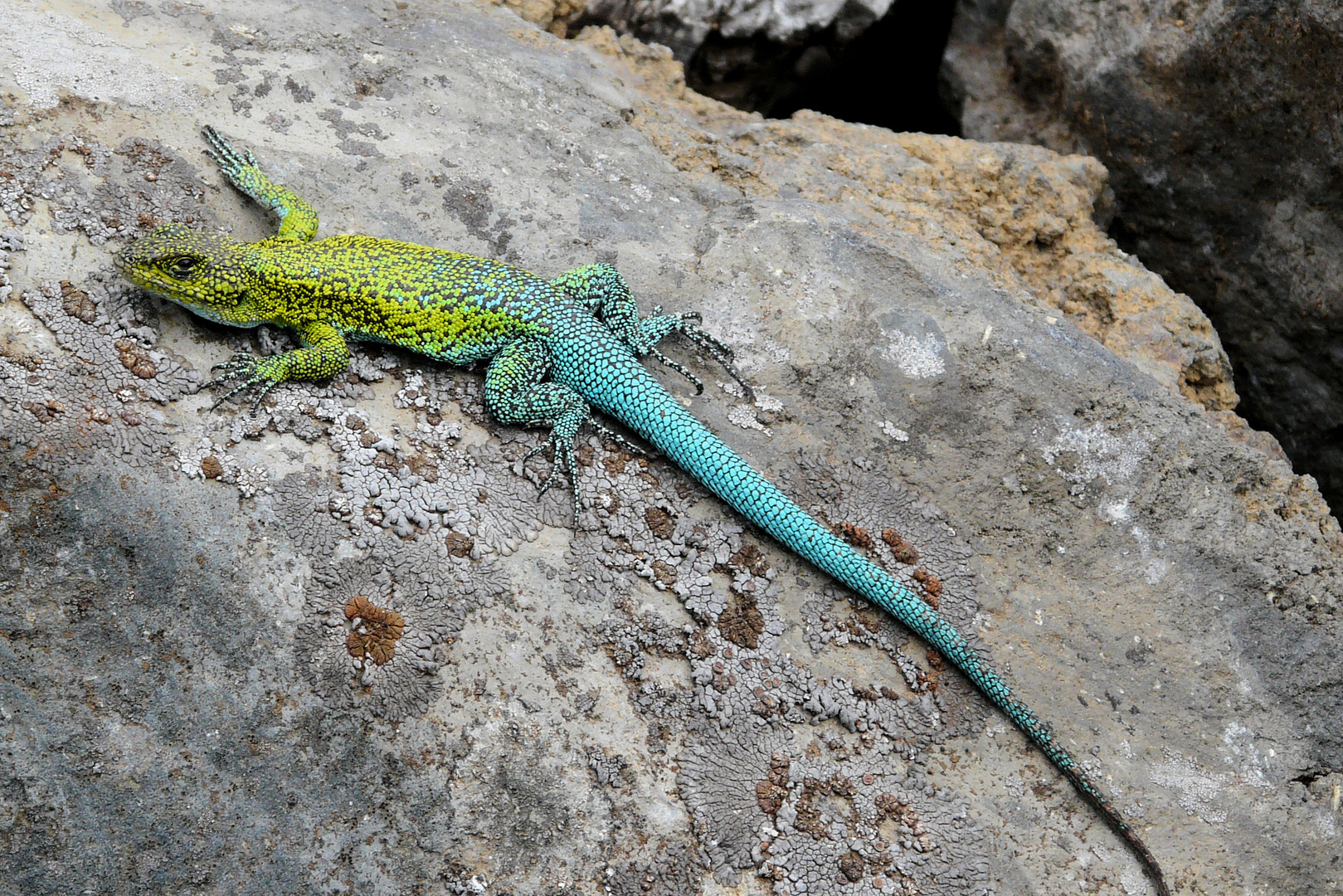 Liolaemus tenuis chilensis ))) Foto & Bild tiere, wildlife