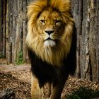 lion