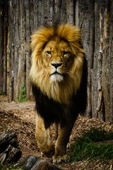 lion