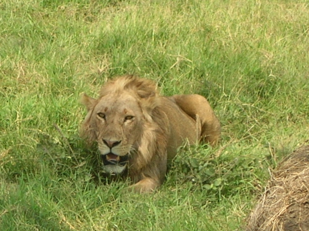 Lion