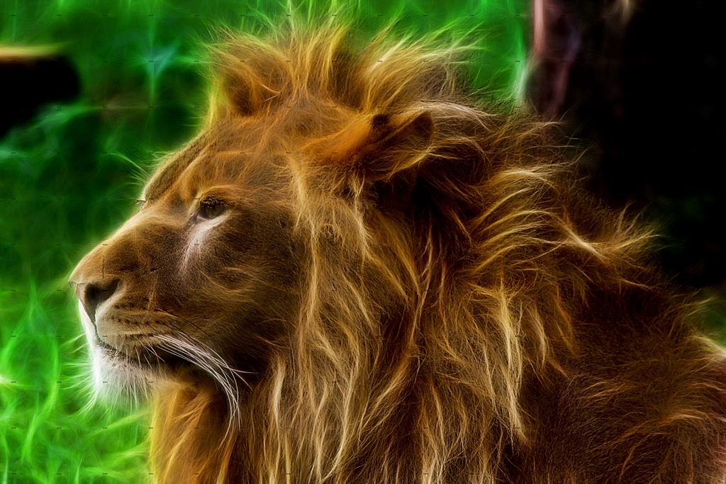 Lion 2