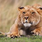 Lion -