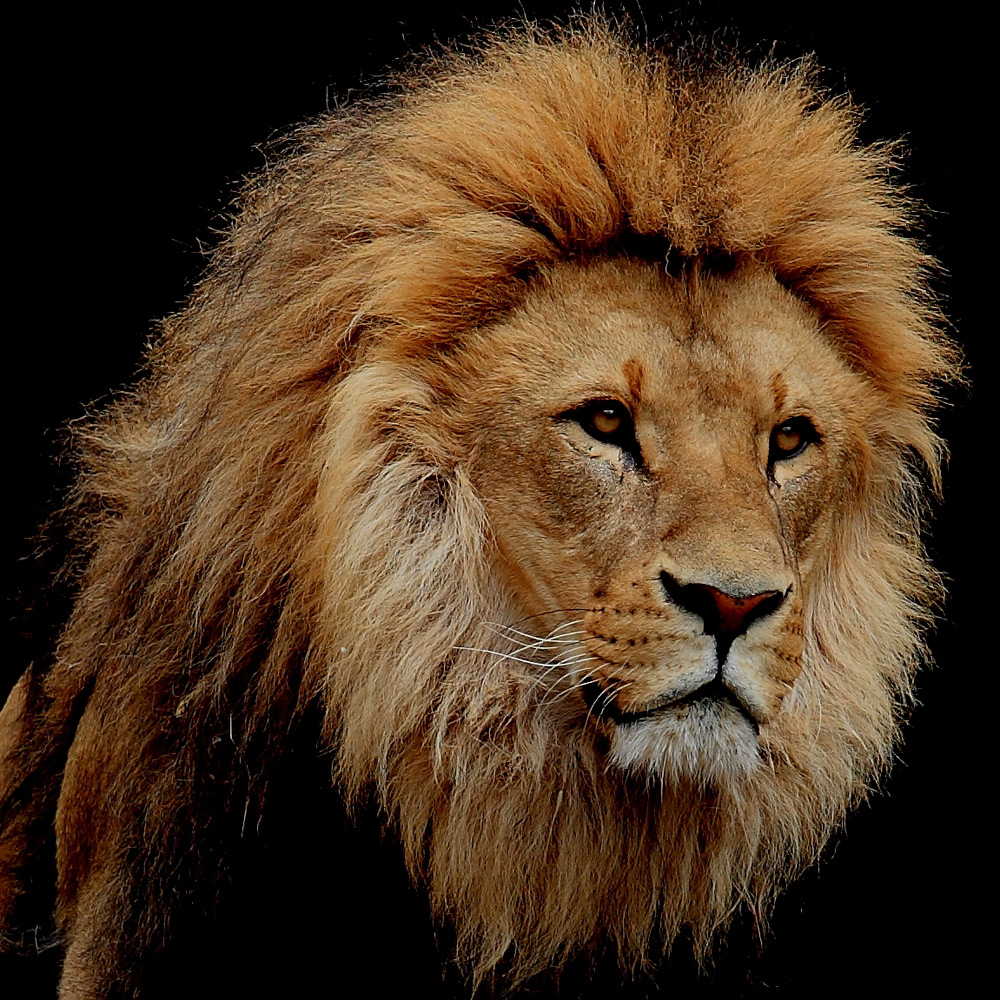 lion