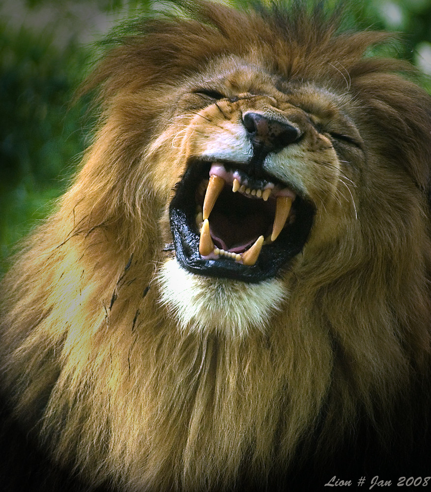 lion