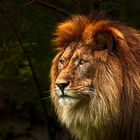 _Lion_