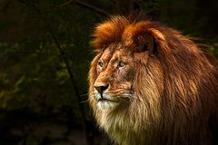 _Lion_