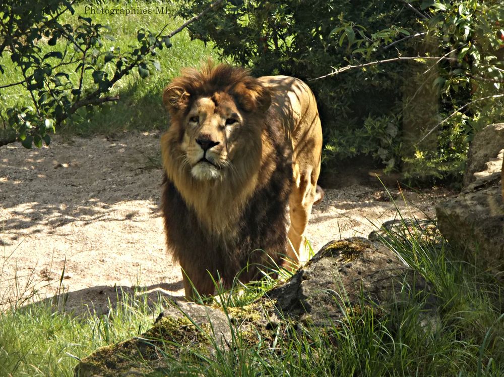 Lion