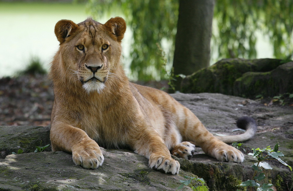 lion