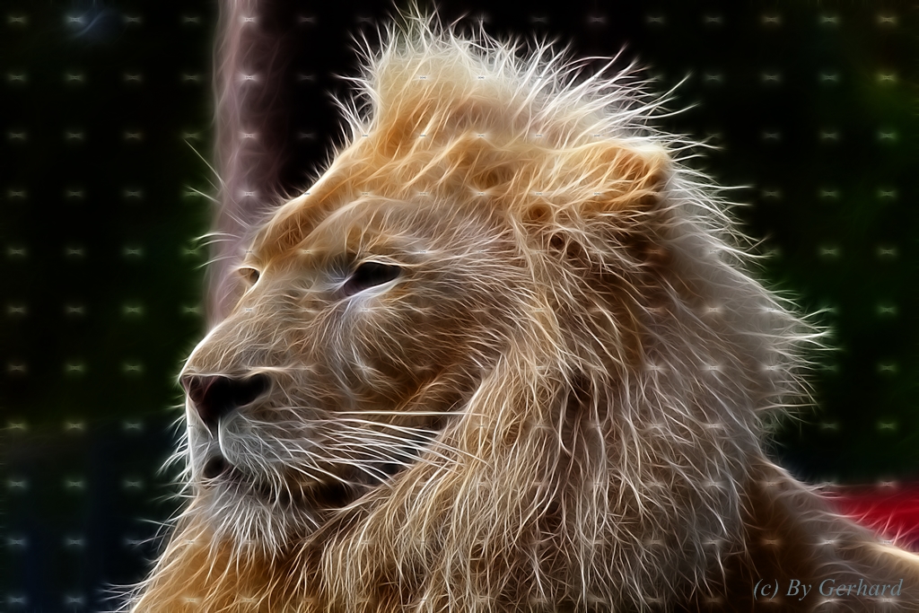 Lion