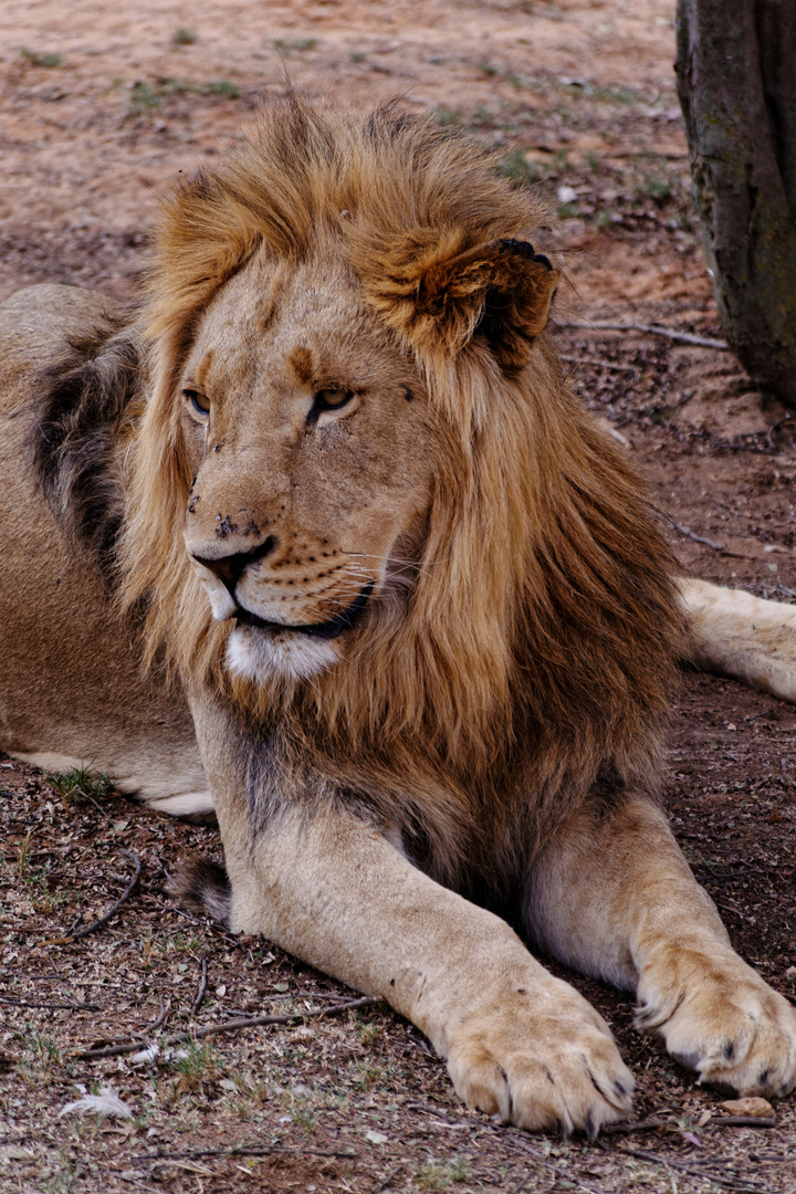 Lion Afrique du Sud