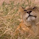 Lion after breakfast in the Serengeti