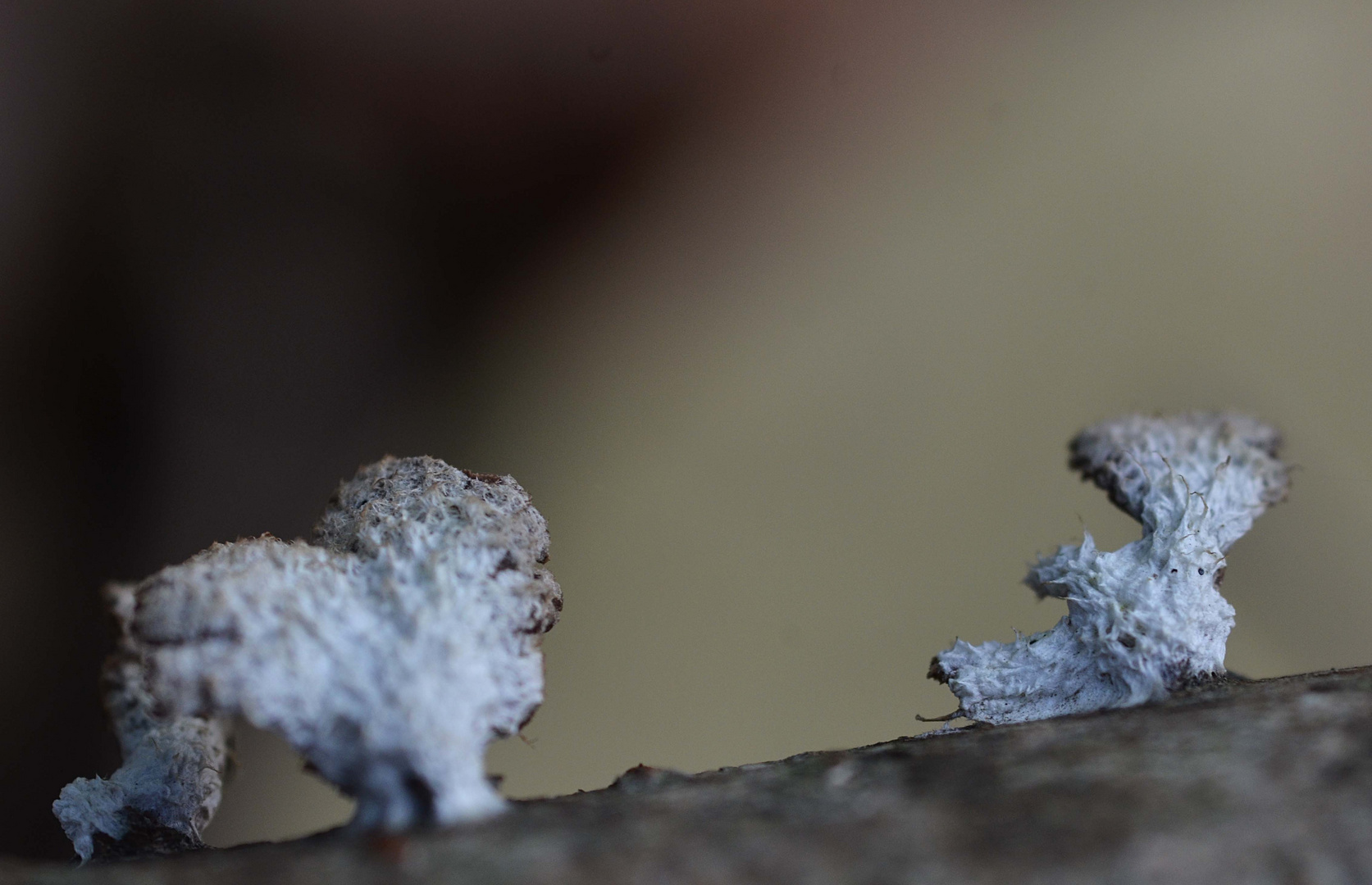 lion and bat mushroom :)