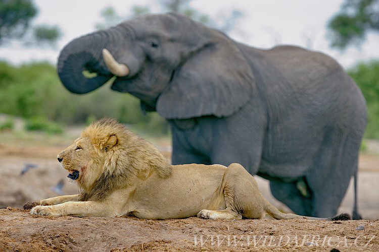 Lion and elephant. Friendship?