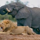 Lion and elephant. Friendship?