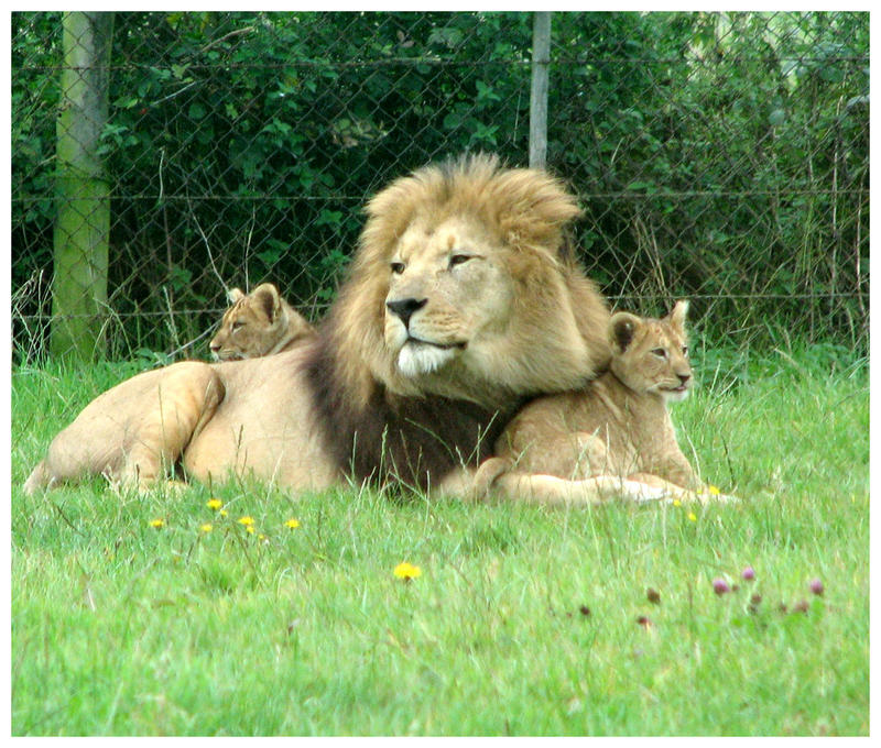 Lion and his cubs