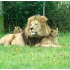 Lion and his cubs