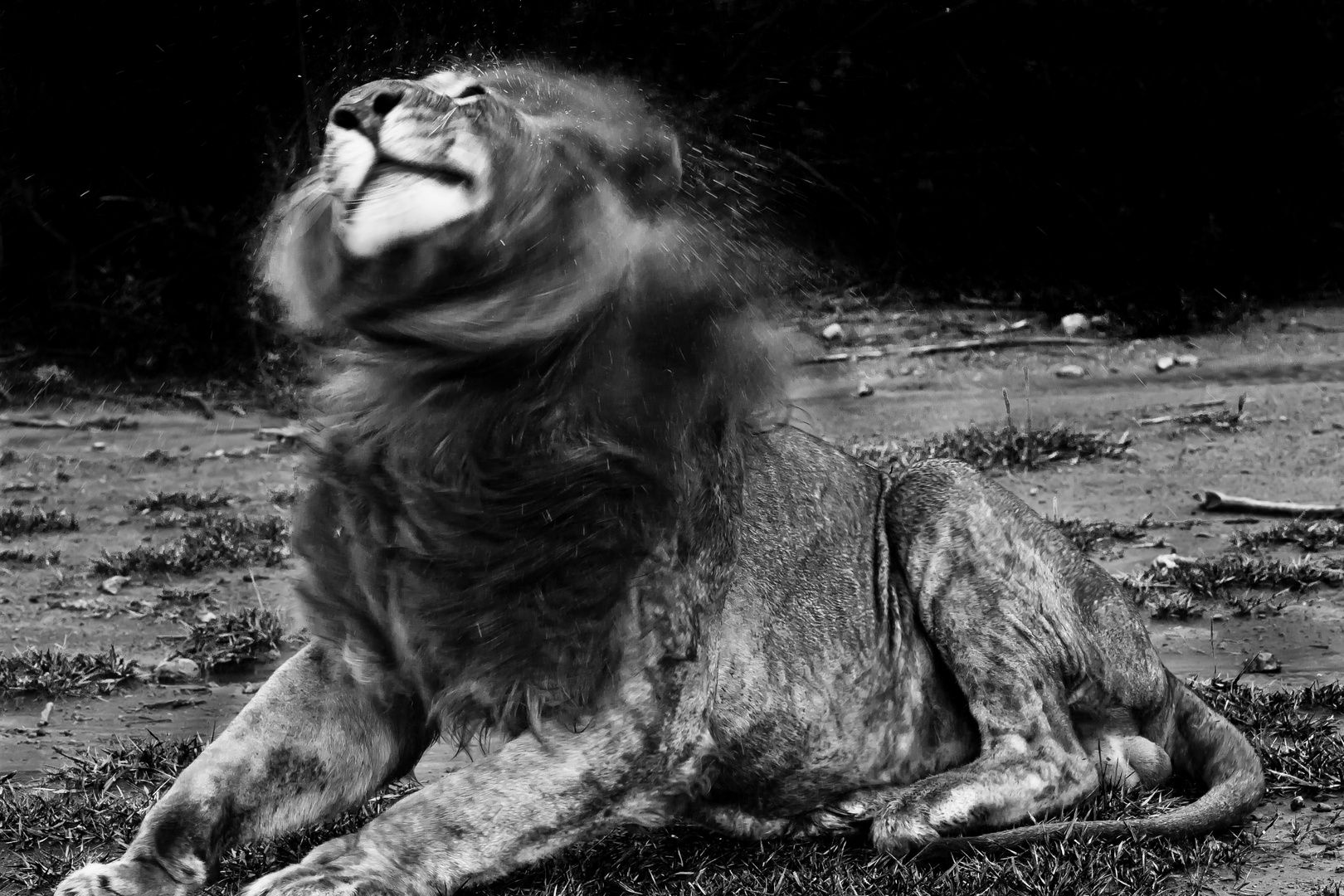 Lion at rest, Ndutu, Tanzania