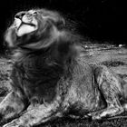 Lion at rest, Ndutu, Tanzania