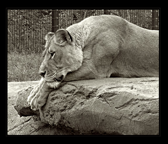 Lion at the Zoo