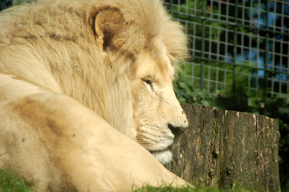 Lion au repos