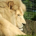 Lion au repos