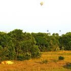 Lion au repos à l'ombre des mongolfières ...., Masaï Mara, Kenya