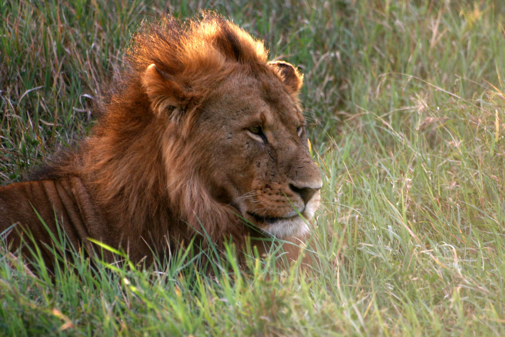 lion au soleil couchant