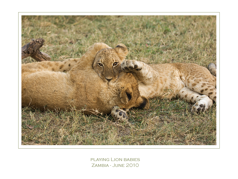 Lion babies