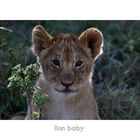 lion baby