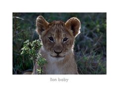 lion baby