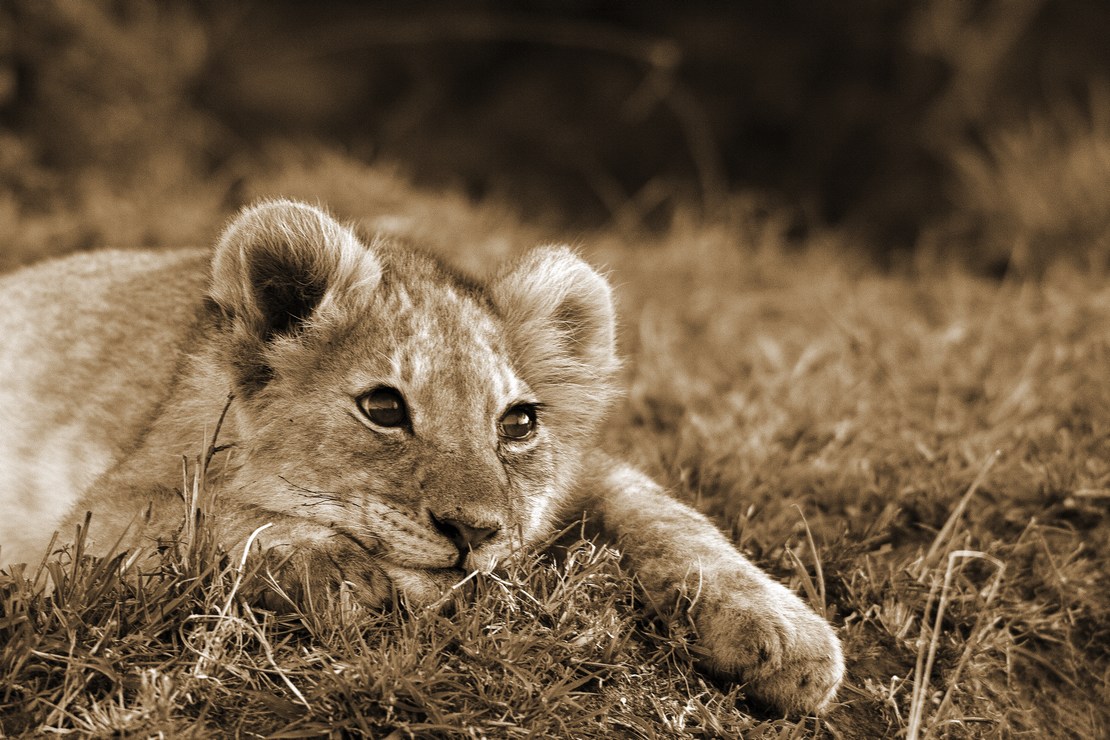 Lion Baby