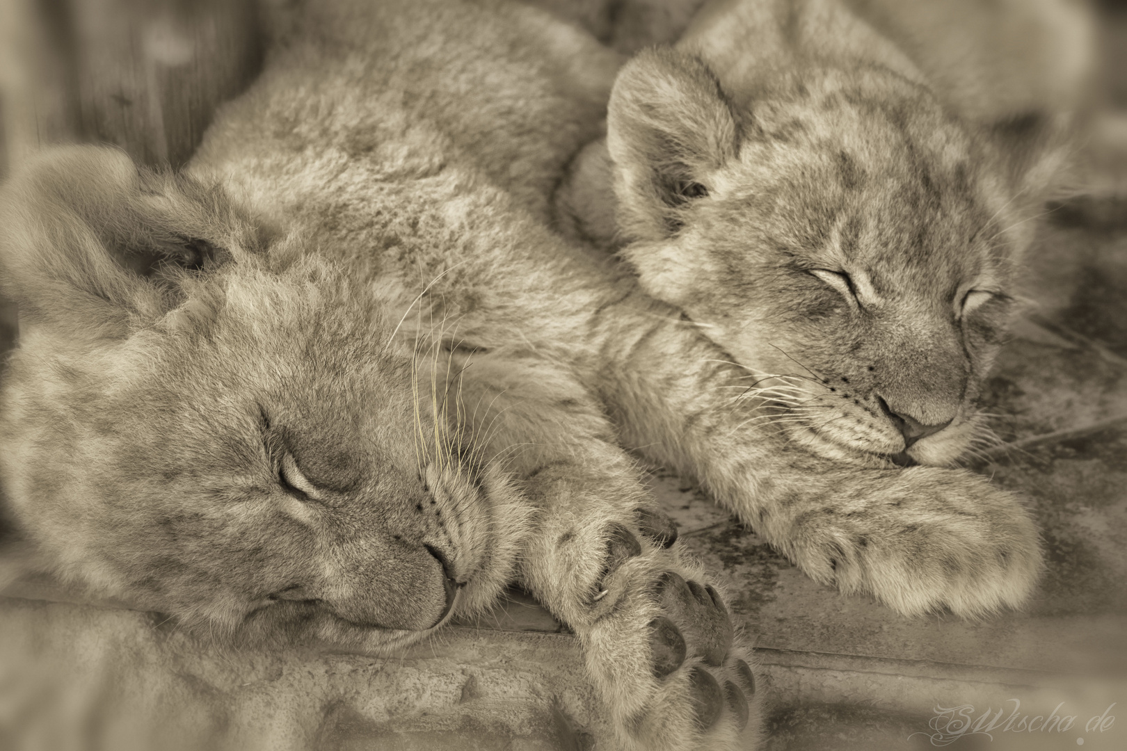 Lion Baby Brothers