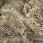 Lion Baby Brothers