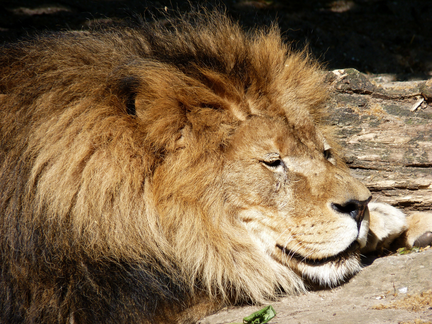 Lion.