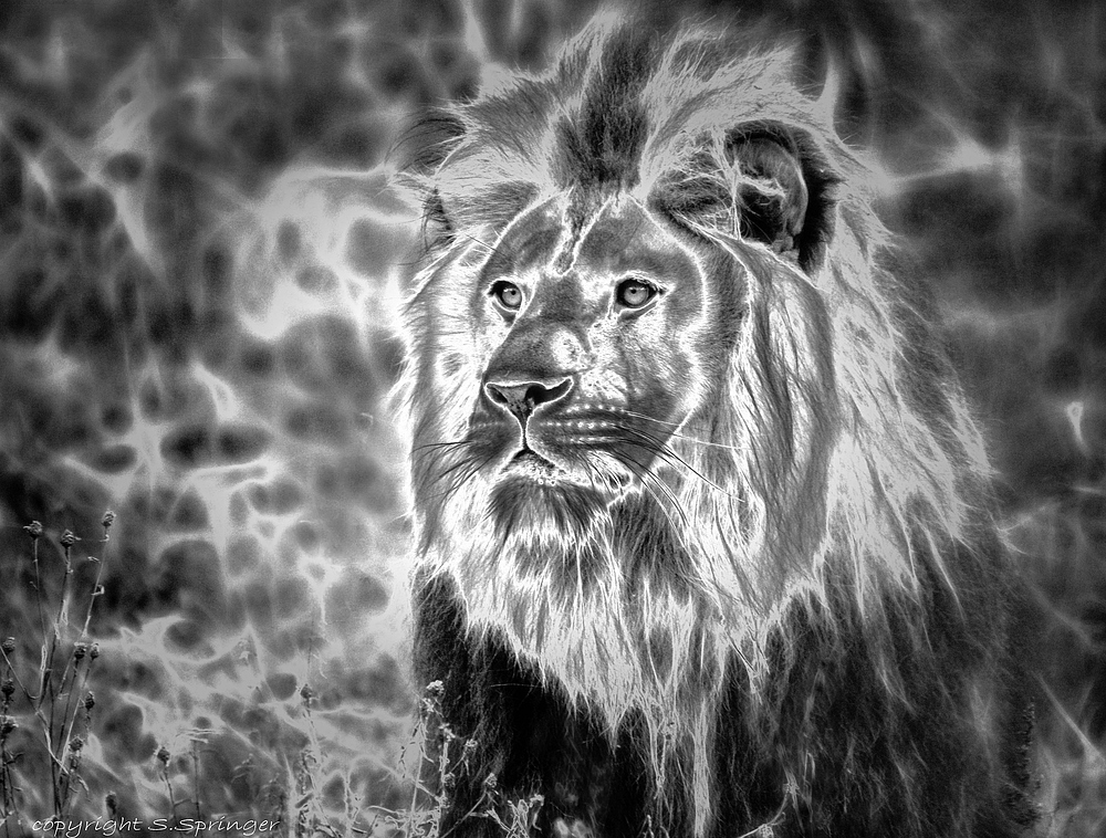 Lion black & white