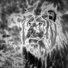 Lion black & white